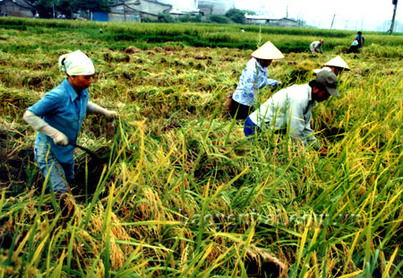 Nông thôn mới không phải là danh hiệu!