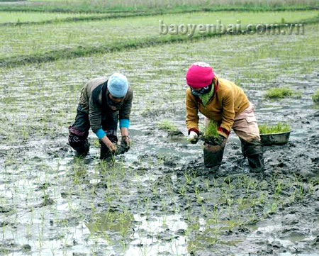 Nông dân xã Thịnh Hưng (huyện Yên Bình) cấy lúa xuân.
