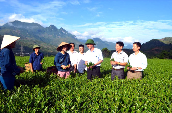 Lãnh đạo huyện Văn Chấn kiểm tra công tác trồng cải tạo chè tại xã Sơn Thịnh.
