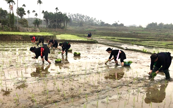 Tranh thủ thời tiết thuận lợi ngay sau tết Nguyên đán Canh Tý 2020, nông dân trên địa bàn tỉnh đã xuống đồng cấy lúa xuân.