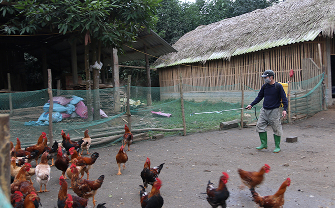 Gia đình ông Nguyễn Bá Sơn, thôn Yên Hòa, xã Yên Hợp thường xuyên phun tiêu độc khử trùng để phòng dịch bệnh cho đàn gà.
