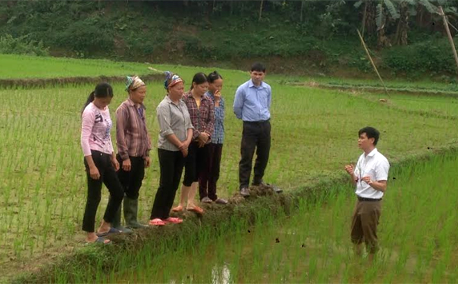 Cán bộ khuyến nông huyện Yên Bình hướng dẫn nông dân kỹ thuật chăm sóc lúa xuân.