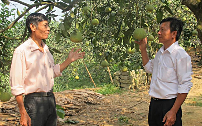 Sản phẩm bưởi Đại Minh, huyện Yên Bình (Yên Bái) nổi tiếng bởi hương vị thơm, ngọt thanh mát đặc biệt. (Ảnh Mạnh Cường)