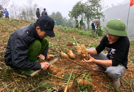 Nông dân xã Hưng Khánh kiểm tra củ giống trước khi đem trồng.