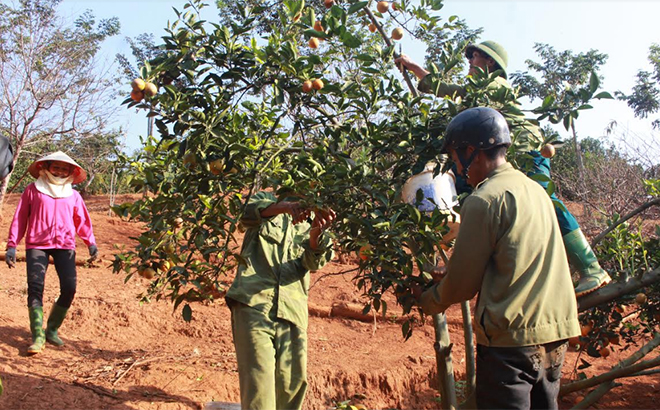 Phát triển cây ăn quả đem lại thu nhập ổn định cho người dân ở thị trấn Sơn Thịnh.