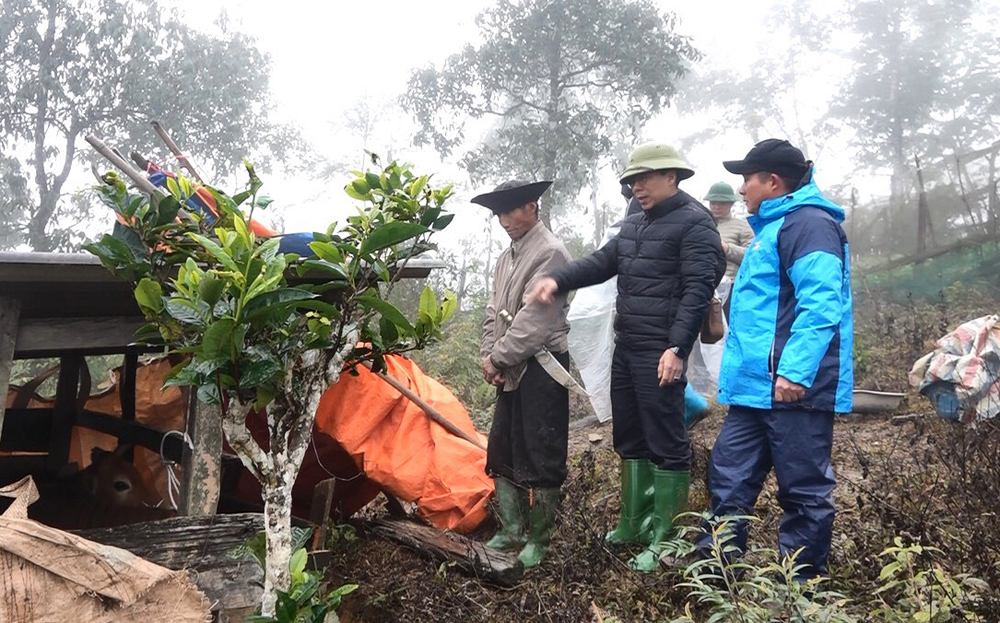 Phó Chủ tịch UBND huyện Trạm Tấu Nguyễn Thành Hưng kiểm tra công tác phòng chống đói, rét cho đàn gia súc tại xã Bản Mù, huyện Trạm Tấu.