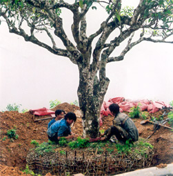 Đồng bào Mông xã Suối Giàng (Văn Chấn) được thuê bao bọc gốc cây chè tuyết cổ thụ để chuẩn bị đưa lên ô tô chở về xuôi.