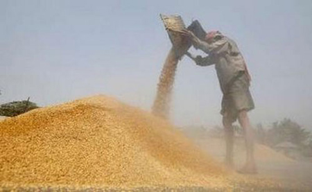 Sự khan hiếm lúa gạo, nếu xảy ra, sẽ đe dọa an ninh lương thực trên diện rộng.