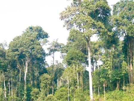 Rừng tự nhiên xã Nà Hẩu được bảo vệ phát triển tốt.