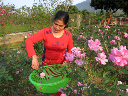 co giao ngay di day, chieu ve cham vuon hoa hong, nau tinh dau thom de ban hinh anh 1