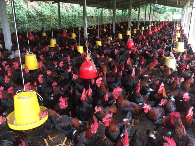 A chicken pen of Minh Quan cooperative for husbandry and agricultural services in Tran Yen district.
