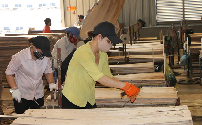Công nhân Công ty TNHH ngành gỗ Thiên An Việt Nam tại Yên Bái thực hiện công đoạn vá ván.