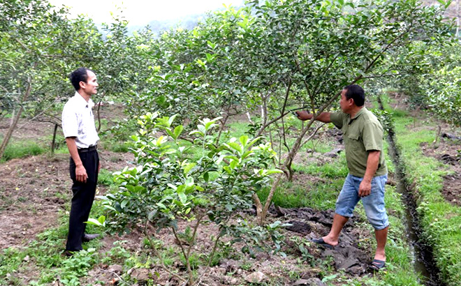 Sau sáp nhập, Hội Nông dân xã Văn Phú tiếp tục hỗ trợ hội viên trồng chanh tứ thời, nhằm nâng cao thu nhập cho nông dân.