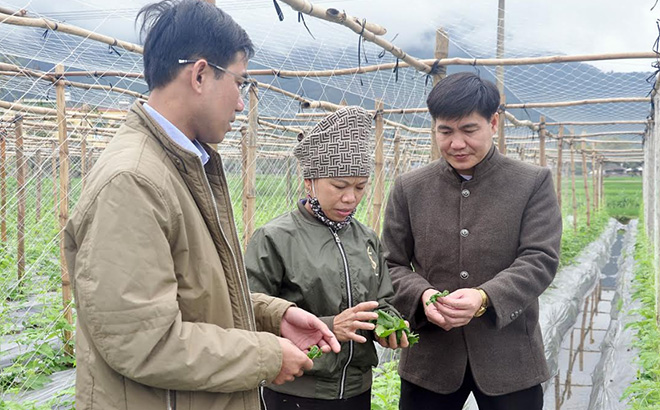 Lãnh đạo xã Thạch Lương, thị xã Nghĩa Lộ kiểm tra tình hình sản xuất nông nghiệp tại cánh đồng thôn Nặm Tọ.