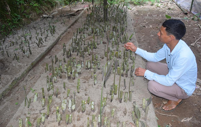 People in Cuong Thinh commune, Tran Yen district prepare seeds to plant la khoi.