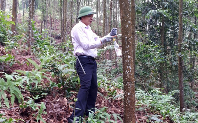 An officer of the provincial Forest Protection Department examines a forest area granted with the FSC certificate in Tan Nguyen commune.
