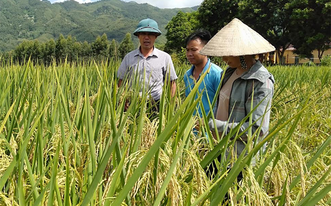 Xã Bạch Hà duy trì hiệu quả vùng chuyên canh lúa đặc sản Hương Chiêm góp phần nâng cao thu nhập cho người dân.