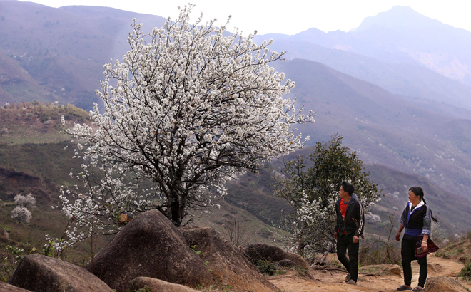 The beauty of medlar blossoms has been likened with that of local residents.