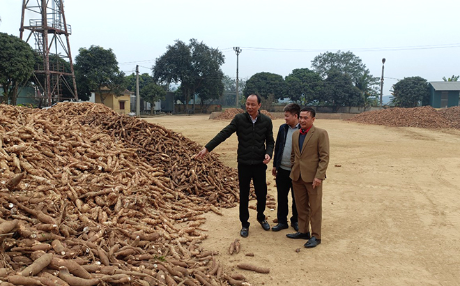 Đến trung tuần tháng Giêng, Nhà máy Sắn Văn Yên mới chỉ đủ nguyên liệu cho một dây chuyền chế biến.