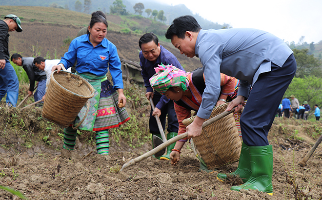 Đồng chí Đỗ Đức Duy - Ủy viên Ban Chấp hành Trung ương Đảng, Bí thư Tỉnh ủy, Trưởng đoàn Đoàn đại biểu Quốc hội tỉnh tham gia trồng khoai sọ nương cùng đồng bào Mông thôn Mù Thấp, xã Bản Mù, huyện Trạm Tấu.