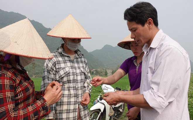 Cán bộ khuyến nông huyện Lục Yên hướng dẫn nông dân cách phân loại sâu bệnh gây hại trên lúa xuân.