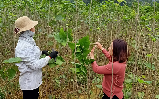 Trồng dâu nuôi tằm mang lại giá trị thu nhập trên 200 triệu đồng/ha cho nông dân Trấn Yên.