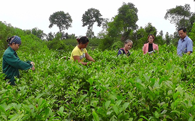 Người dân Bảo Hưng thu hái chè Bát Tiên.