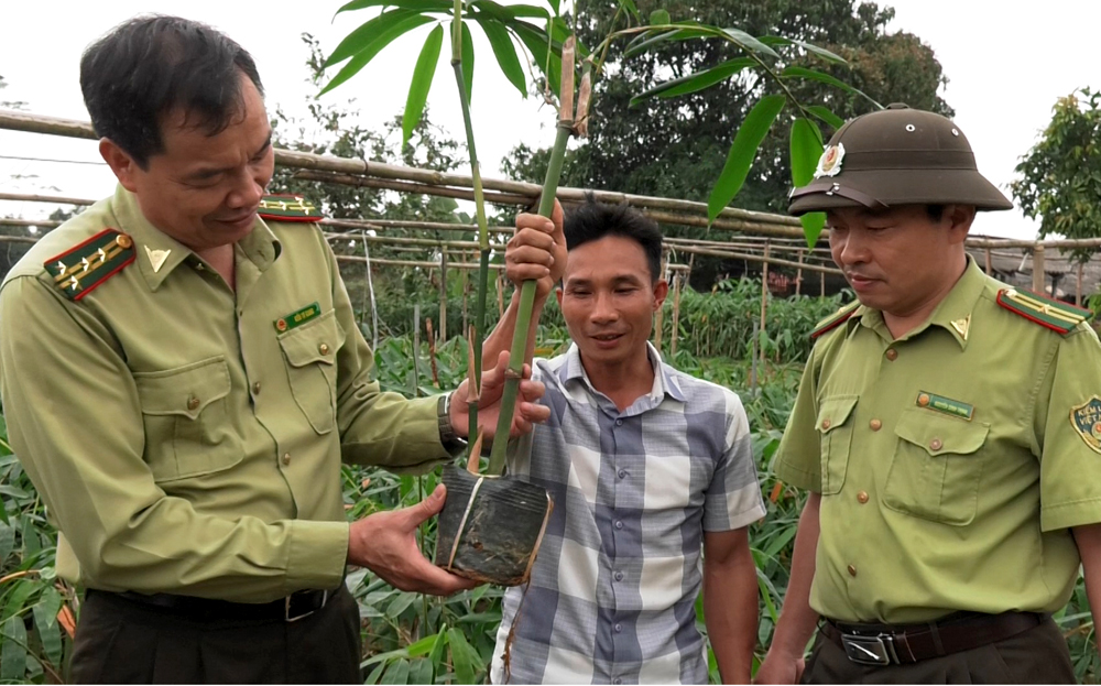 Lãnh đạo Chi cục Kiểm lâm tỉnh kiểm tra vườn ươm cây tre măng Bát Độ giống của gia đình ông Vũ Giáp Lương, thôn Tân Việt, xã Quy Mông, huyện Trấn Yên