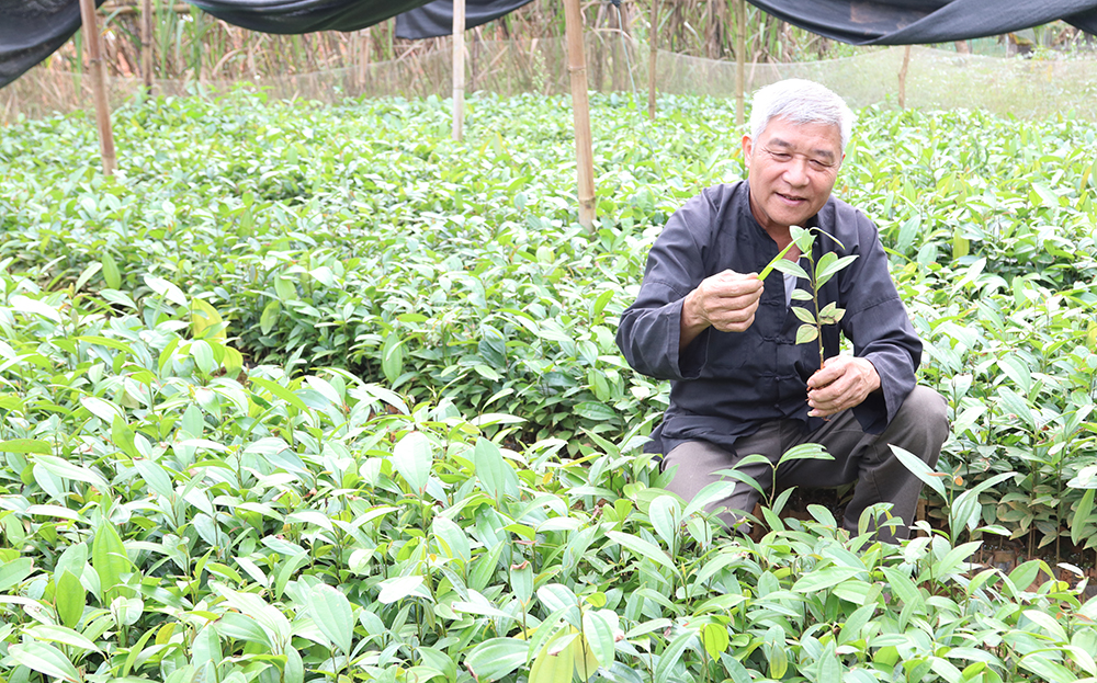Để bảo đảm giống quế chất lượng, người dân thôn Khe Dứa, xã Viễn Sơn, huyện Văn Yên tự ươm quế giống để trồng.