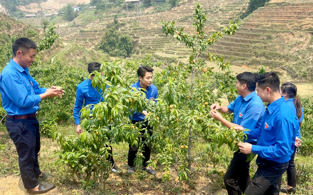 Lãnh đạo Tỉnh đoàn Yên Bái thăm mô hình “Vườn đào hữu cơ” sử dụng
chế phẩm EMIC giúp bảo vệ môi trường ở xã Púng Luông, huyện Mù Cang Chải.