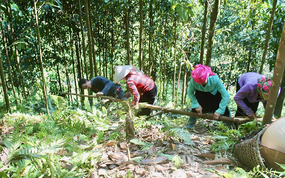 Chị em phụ nữ xã Phong Dụ Thượng, huyện Văn Yên thu hoạch quế hữu cơ.