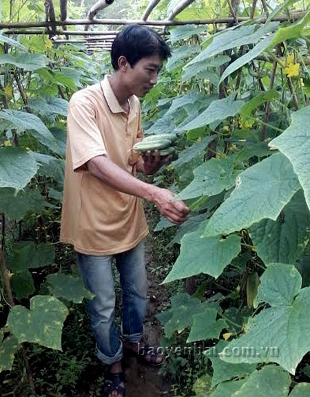 Nông dân xã Tân Thịnh trồng dưa chuột an toàn.