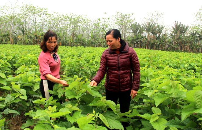 Nghề trồng dâu nuôi tằm được phát triển rộng tại nhiều huyện trong tỉnh mang lại nguồn thu nhập cho người dân. (Ảnh: Minh Huyền)