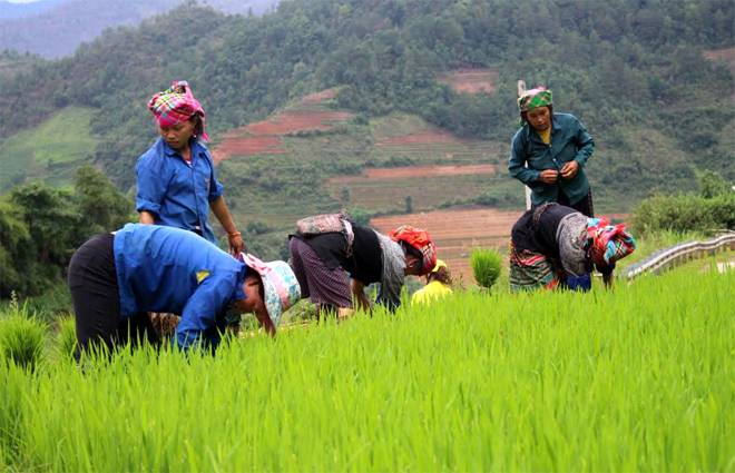 Nhân dân Mù Cang Chải chăm sóc lúa xuân. (Ảnh: Minh Huyền)