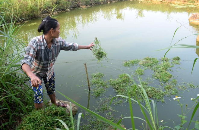 Ông bà  Nguyễn Văn Mãi và Nguyễn Thị Vẽ nhận thấy nuôi cá nhàn hơn khá nhiều so với nuôi lợn và cũng không ngại, không sợ như nuôi lợn do giá cả tương đối ổn định.