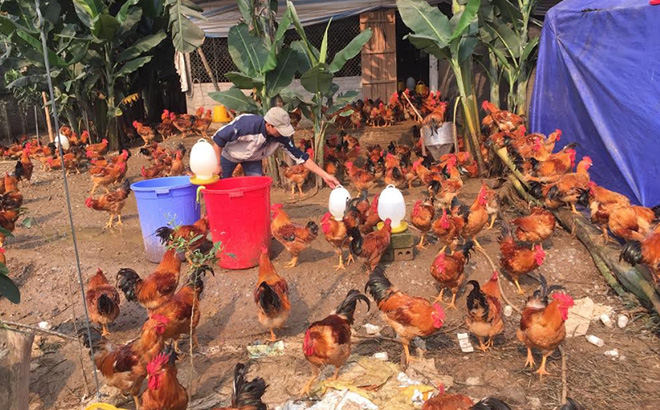 Mô hình nuôi gà thương phẩm của đoàn viên Đoàn Văn Việt ở xã Đại Phác mang lại hiệu quả kinh tế cao.