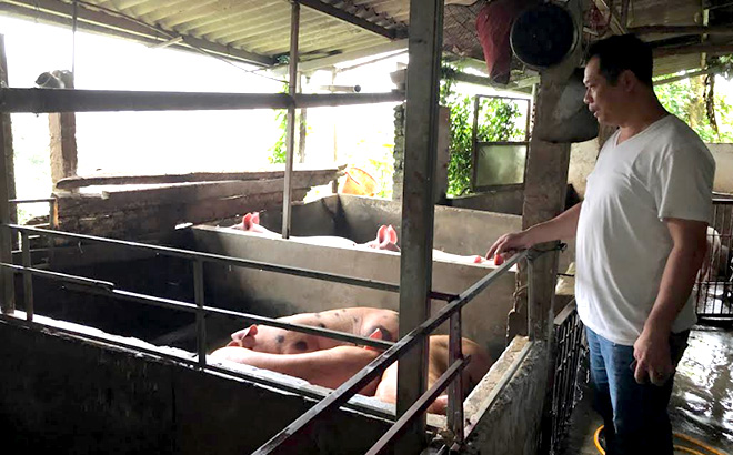 Đàn lợn nhà anh Ngô Văn Mạnh - chủ lò mổ lợn ở tổ 1 phường Yên Thịnh, thành phố Yên Bái vừa bắt trong dân hôm 3/4 với giá 80.000 đồng/kg.