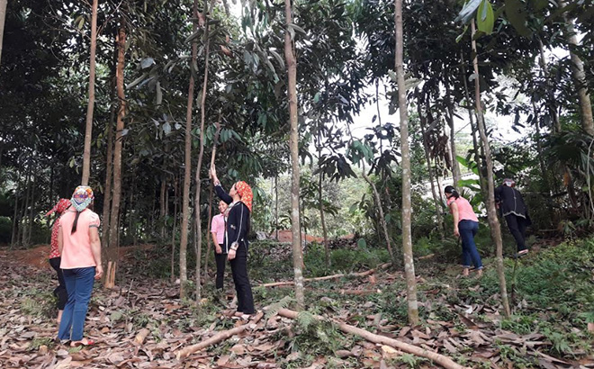 Nhờ đầu tư chăm sóc hiệu quả, tổng thu nhập từ phát triển kinh tế rừng năm 2019 của xã Tân Đồng đạt 53 tỷ đồng.
