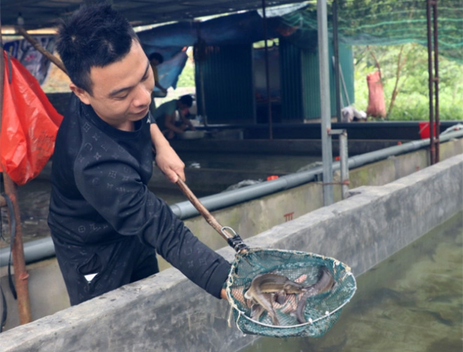 Anh Hoàng Văn Bình kiểm tra độ sinh trưởng của cá.