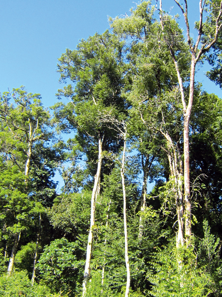 Nhờ chính sách chi trả dịch vụ môi trường rừng, rừng đã được quản lý, bảo vệ tốt.
