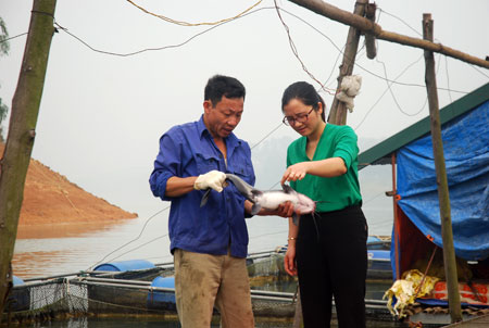 Cán bộ Trung tâm Thông tin và Ứng dụng tiến bộ Khoa học và Công nghệ tỉnh kiểm tra mô hình nuôi cá nheo Mỹ trong lồng trên hồ Thác Bà do Trung tâm thực hiện.