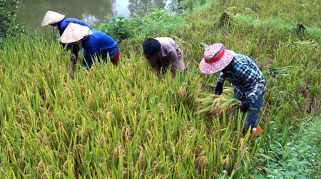 Nông dân xã Minh Quán thu hoạch lúa xuân.