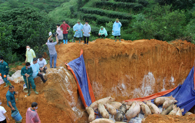 Lực lượng chức năng tiêu hủy lợn bị mắc và nghi mắc bệnh dịch tả lợn châu Phi của hộ gia đình anh Phạm Ngọc Hưng tại thị trấn Nông trường Trần Phú, huyện Văn Chấn.