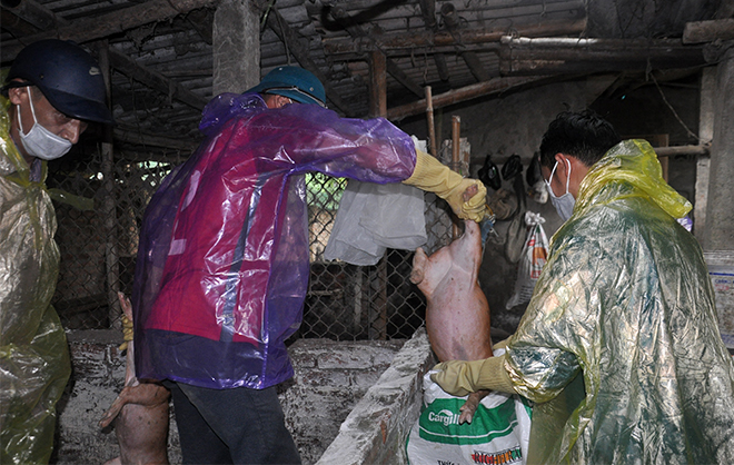 Lực lượng chức năng hỗ trợ người dân tiêu hủy lợn mắc dịch tại xã Minh Quân, huyện Trấn Yên.