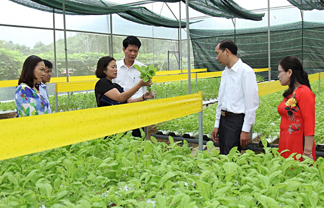Đồng chí Nguyễn Thế Phước - Bí thư Huyện ủy Trấn Yên cùng đoàn công tác thăm mô hình rau sạch tại thành phố Yên Bái.