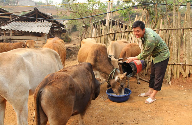 Cựu chiến binh Giàng A Câu, bản Hồ Nhì Pá, xã Lao Chải chăm sóc đàn bò của gia đình.