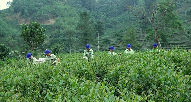 Members of Khe Nam Tea Co-operative are harvesting tea in the spring crop.
