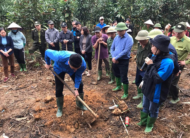 Agricultural promotion workers guide farmers in Hung Khanh commune in cultivation technique for Bat Do bamboo. 
