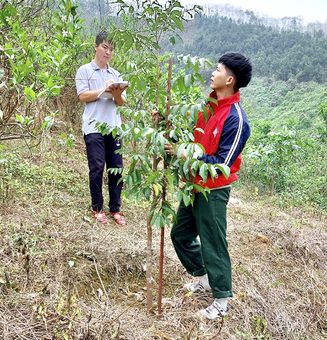 Chăm sóc mô hình trồng thâm canh trám bằng cây ghép năm 2020 tại xã Minh An, huyện Văn Chấn.