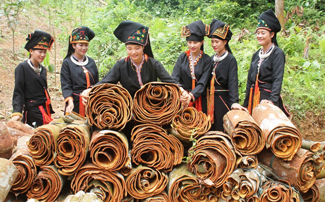 Residents process cinnamon barks